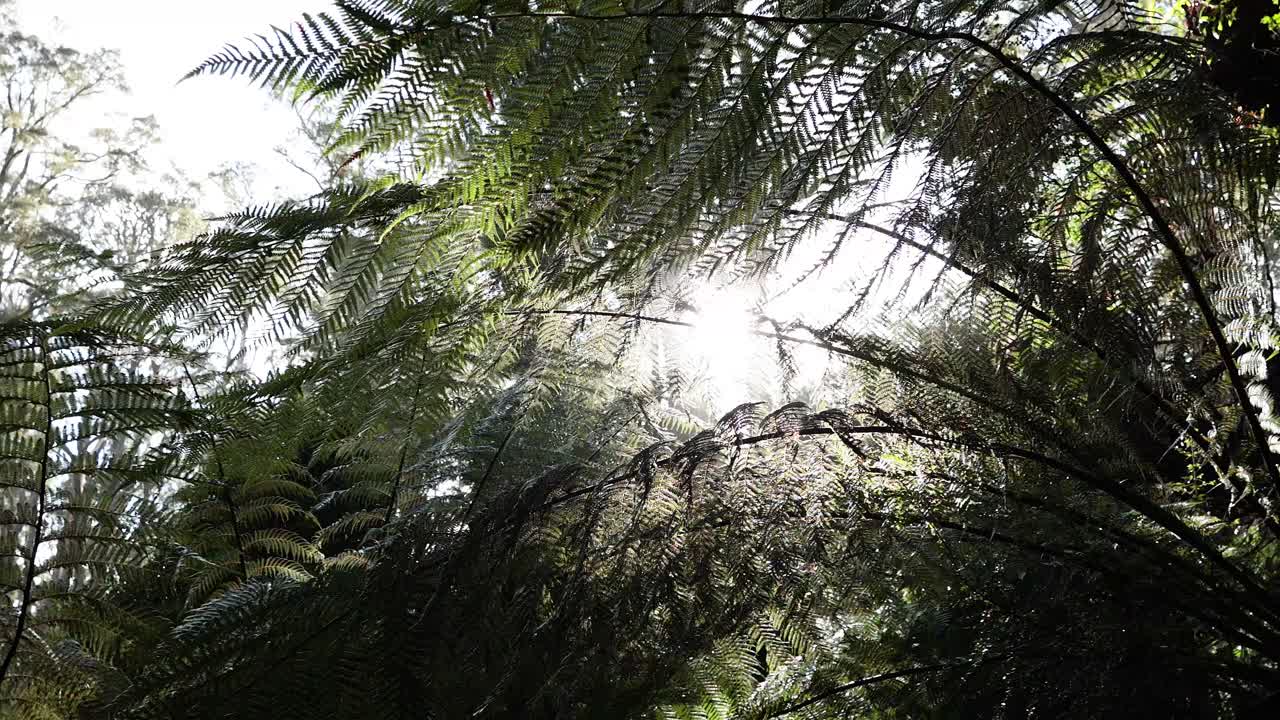 Sunlight filters through lush fern canopy