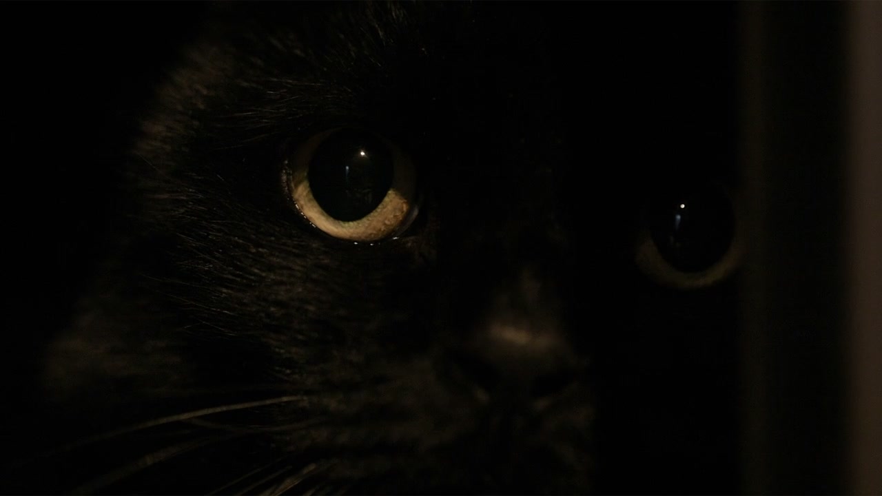 猫の顔