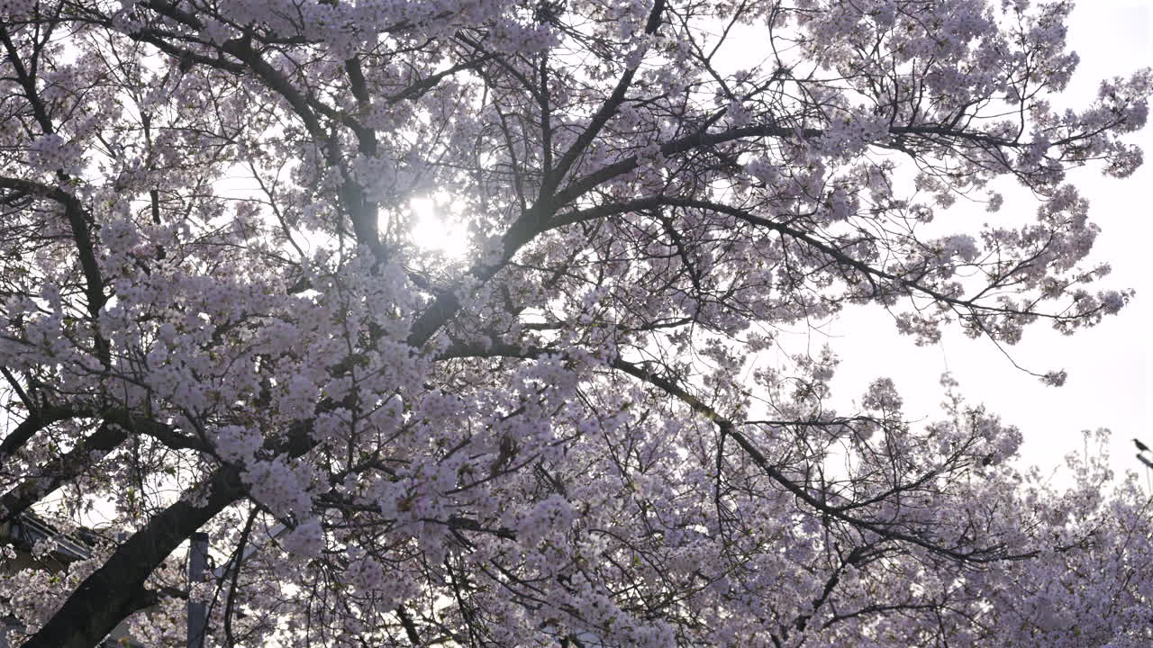 A beautiful display of cherry blossoms fills the park as sunlight filters through the delicate petals. This tranquil moment captures the essence of early spring's beauty and renewal. Kyoto, Japan