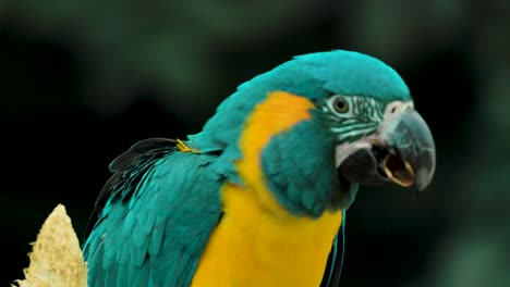 a bright colorful parrot is sitting on a tree branch eating on nut shells in the forest