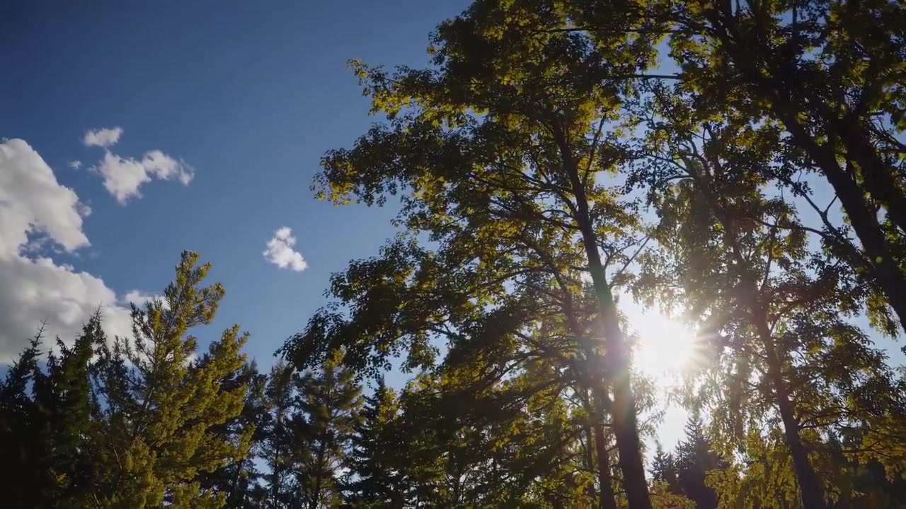 La Luce del Sole Filtra Attraverso le Foglie Verdi degli Alberi della Foresta
