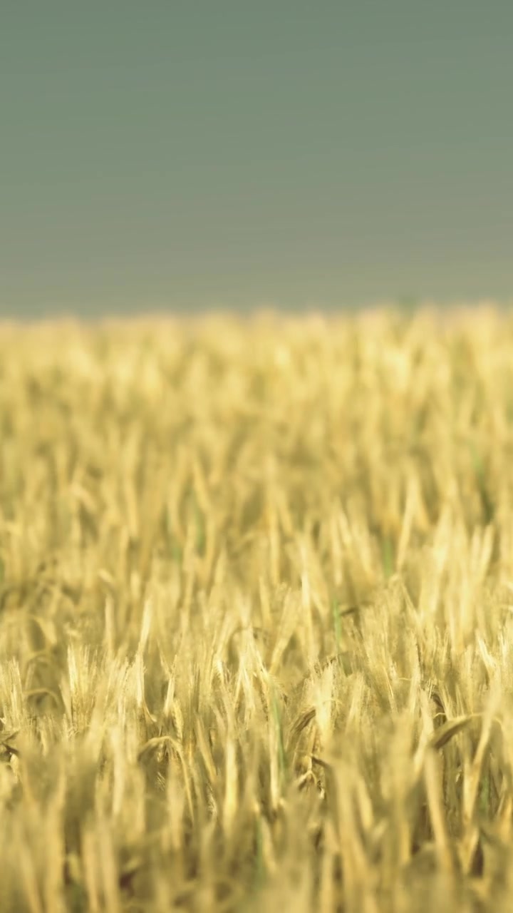 Campo di grano al tramonto con spighe dorate sotto un cielo sereno
