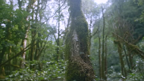 jungle forest tree trunk