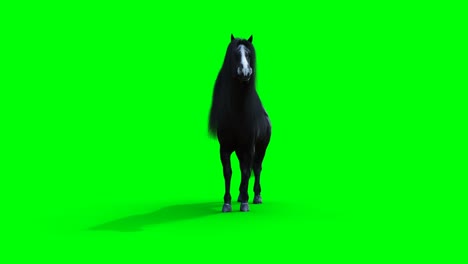 el caballo negro de pie. la animación realista de la pantalla verde.