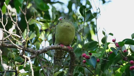 a lone thick-billed pigeon treron curvirostra is perching peacefully on a tiny branch as it is looking around, the camera slowly zooms out on it while it is flapping its tail, inside the national park