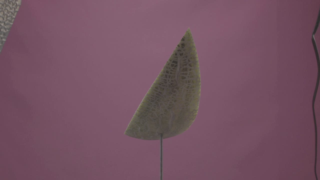 melón girando con bucle en la pantalla de fucsia para la llave de croma