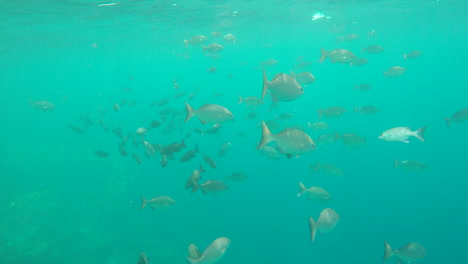 School-of-fish-swimming-in-a-blue-ocean,-at-a-reef-in-the-Maldives