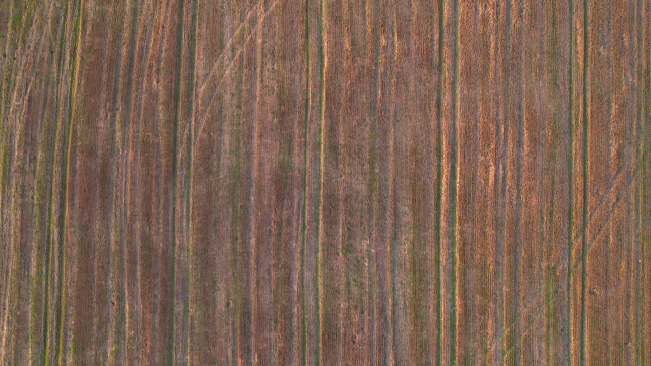 carretilla no tripulada de arriba hacia abajo sobre tierras de cultivo de cereales, concepto de la industria alimentaria