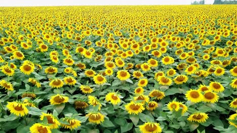 close-up view of brightly colorful sunflowers swaying slowly by the wind at daytime. yellow sunflowers growing in summer. aerial view.