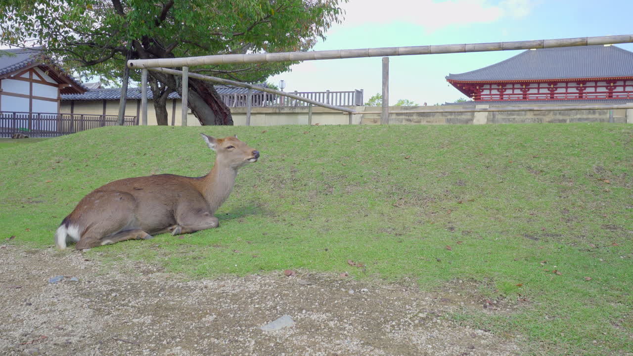 일본 나라의 사 ⁇ 은 야생에서 사육됩니다. 그리고 수백 마리의 사 ⁇ 이 거리를  ⁇ 고 있는 것을 볼 수 있습니다. 그 중 하나는  ⁇ 빛에서 휴식을 취하고 누군가에게 먹이를 기다리고 있습니다.