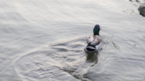 Duck-standing-on-rock-in-water-cleaning-feather-and-swimming-away