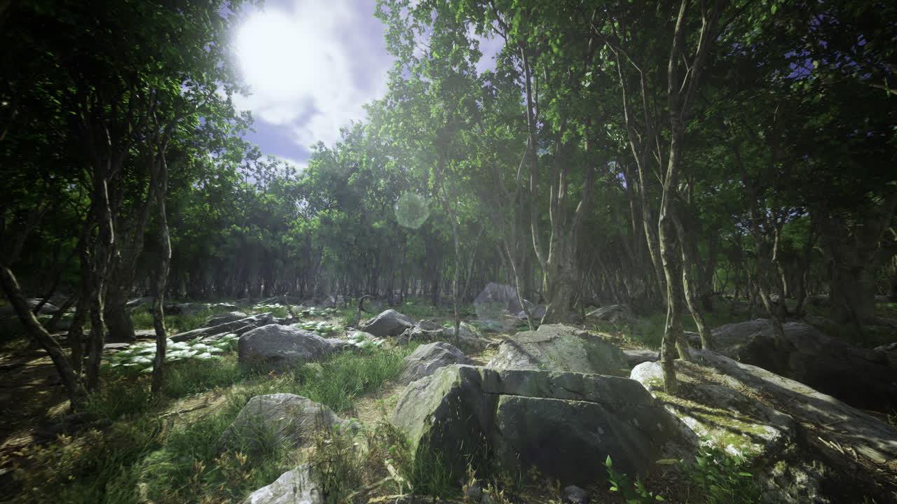 Lush forest landscape with rocks and sunlight filtering through trees