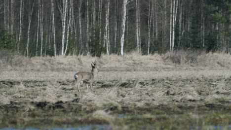 roe deer running and walking eating grass in spring early morning golden hour light frosty weather