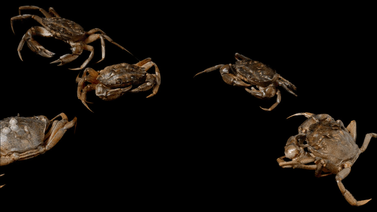 Live crabs. Alpha channel included