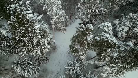 Verschneiter-Wald-Aus-Der-Vogelperspektive