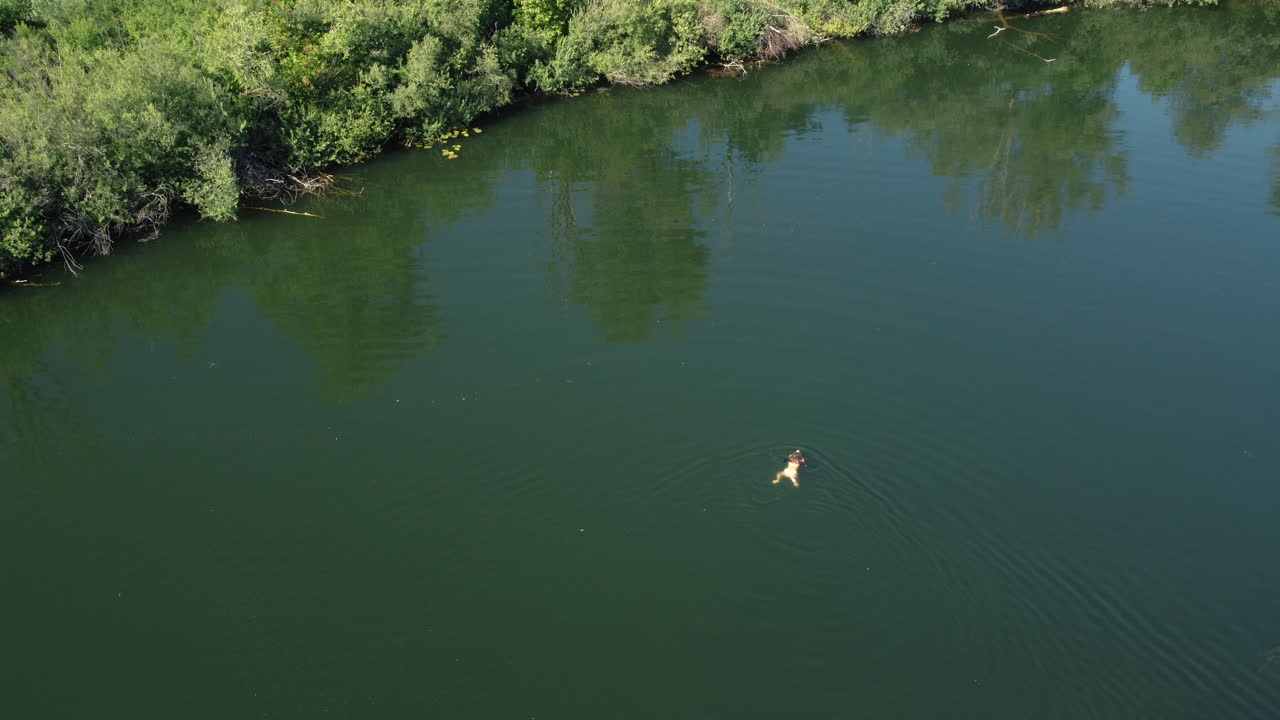 평온 한 강 에서 수영 하는 사람