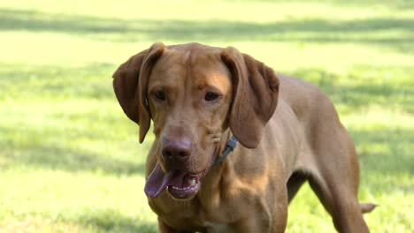 closeup of a hungarian pointer retriever "vizsla" turning its face toward the camera while its tongue is hanging out from the mouth, focusing on the ball - 180 fps slow motion