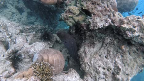 Underwater-shot-of-giant-moray-hiding-amongs-corals-at-Andaman-Sea