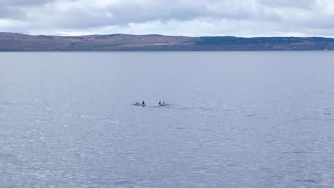 Close-up-of-a-pod-of-dolphins-showing-dorsal-fins-and-plumes-of-water-and-air-from-blow-hole-on-the-Isle-of-Arran,-Western-Scotland-UK