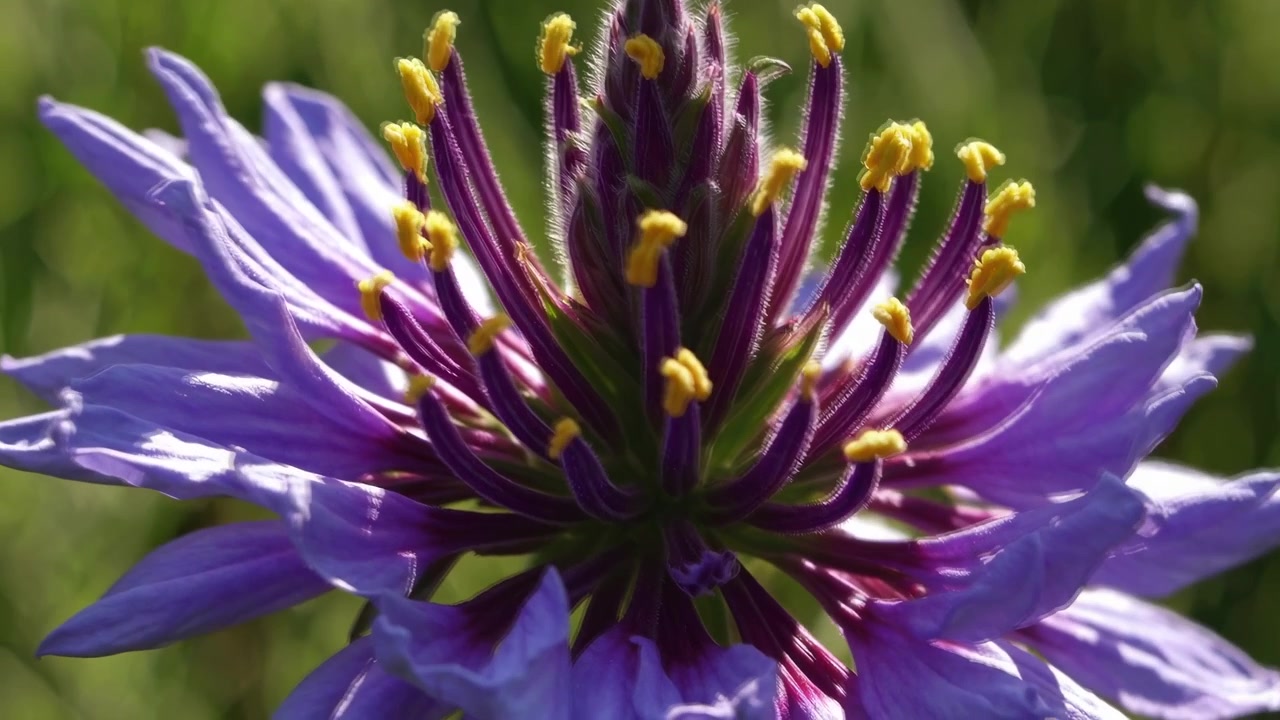 Primo piano di un fiore viola vivace che sboccia alla luce del sole