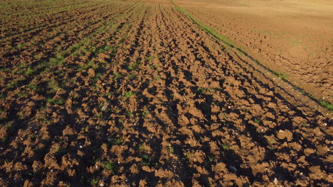 survolez les allées de céréales vertes blé au coucher du soleil dans un motif énigmatique