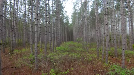 túnel de árboles en otoño con niebla