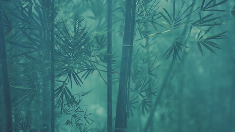 bamboo forest of southern china