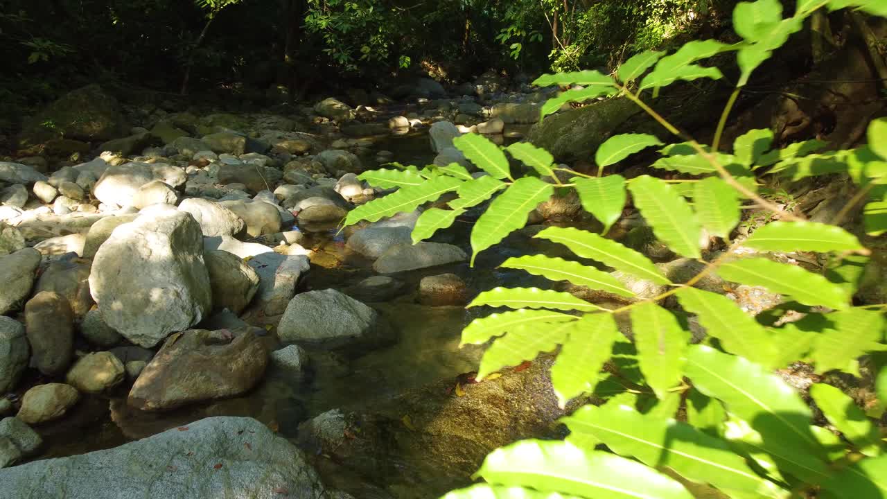 caminando por el río pov creek y el bosque en minca, colombia paisaje natural