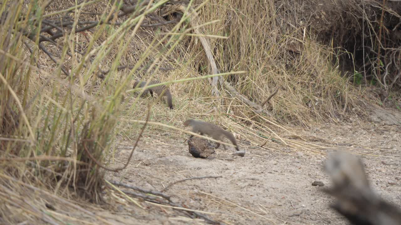 Two banded mongooses (Mungos mungo) meet on dry ground in Kruger National Park before climbing a sandy slope together through dry golden grass. Slow motion wildlife footage