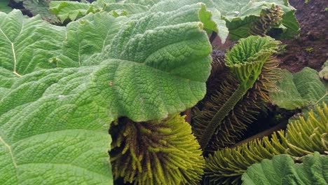 pan across unique ancient and giant rhubarb plant in central america