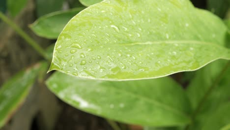 pov to the tree leaves while in raining time in summer day with water rain drop on the leaf surface, concept for season and rainy day