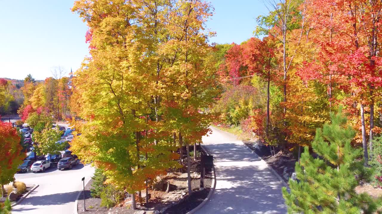 Colorful autumn, fall forest with beautiful leafs on the trees, red, yellow, orange - drone flight, blue sky and sunshine