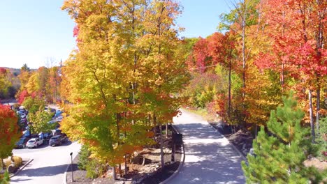 colorful autumn, fall forest with beautiful leafs on the trees, red, yellow, orange - drone flight, blue sky and sunshine