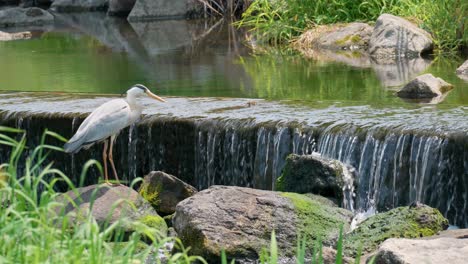 grey heron catching fish on yangjae stream with small waterfall