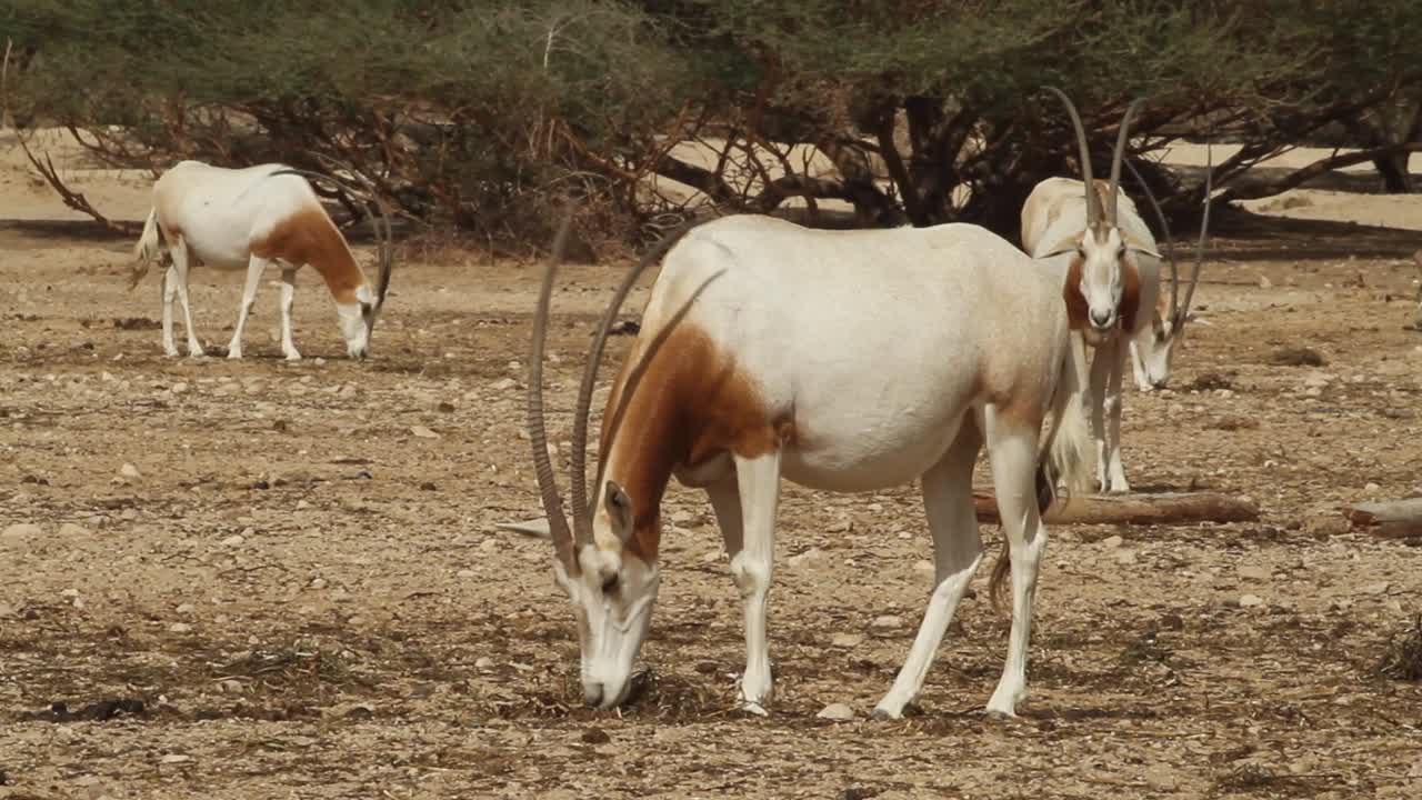 Scimitar Oryx grazing in captive-breeding program in Israel.