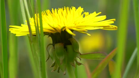 Vista-Macro-Cercana-De-Coloridas-Flores-Silvestres-Amarillas-Y-Hierba-Verde-En-Inglaterra-Reino-Unido-Durante-La-Primavera,-Día-Ventoso