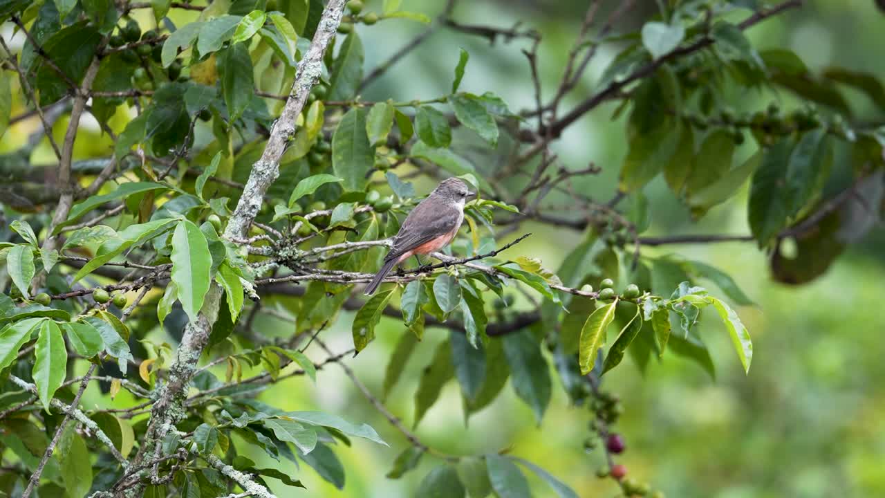 Vermilion Flycatcher on Tree Branch in Countryside (Variant)