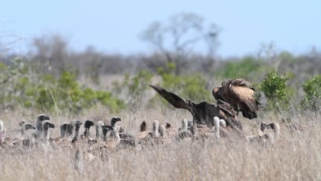 Una-Toma-Amplia-De-Buitres-De-Lomo-Blanco-Alimentándose-De-Cadáveres-En-La-Larga-Hierba-Seca-En-El-Parque-Nacional-Kruger