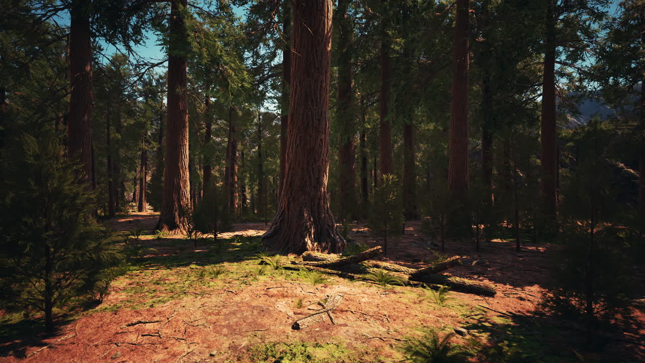 Luce dell'alba tra le sequoie di Mariposa Grove