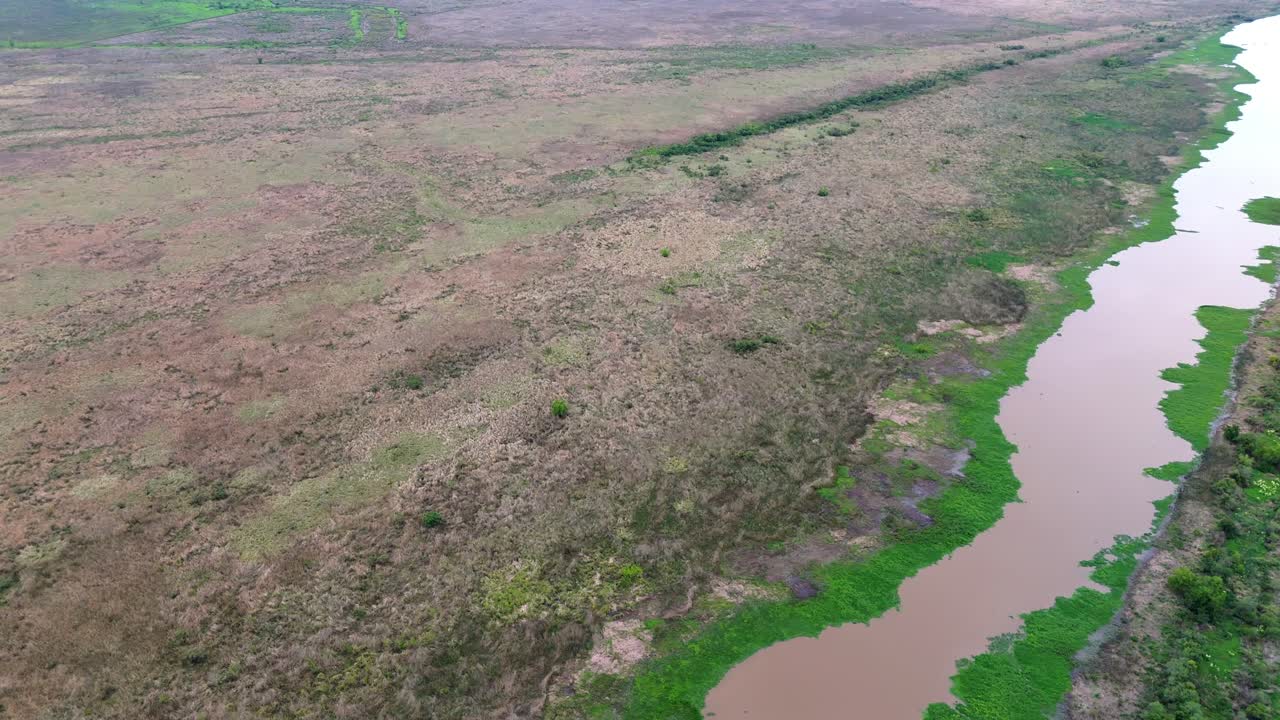 Green vegetations and muddy river winding through marshy wetland in the Delta region of Argentina