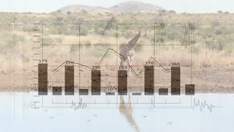 Giraffe standing at waterhole edge, water reflecting full shape and showing bar charts, line graphs