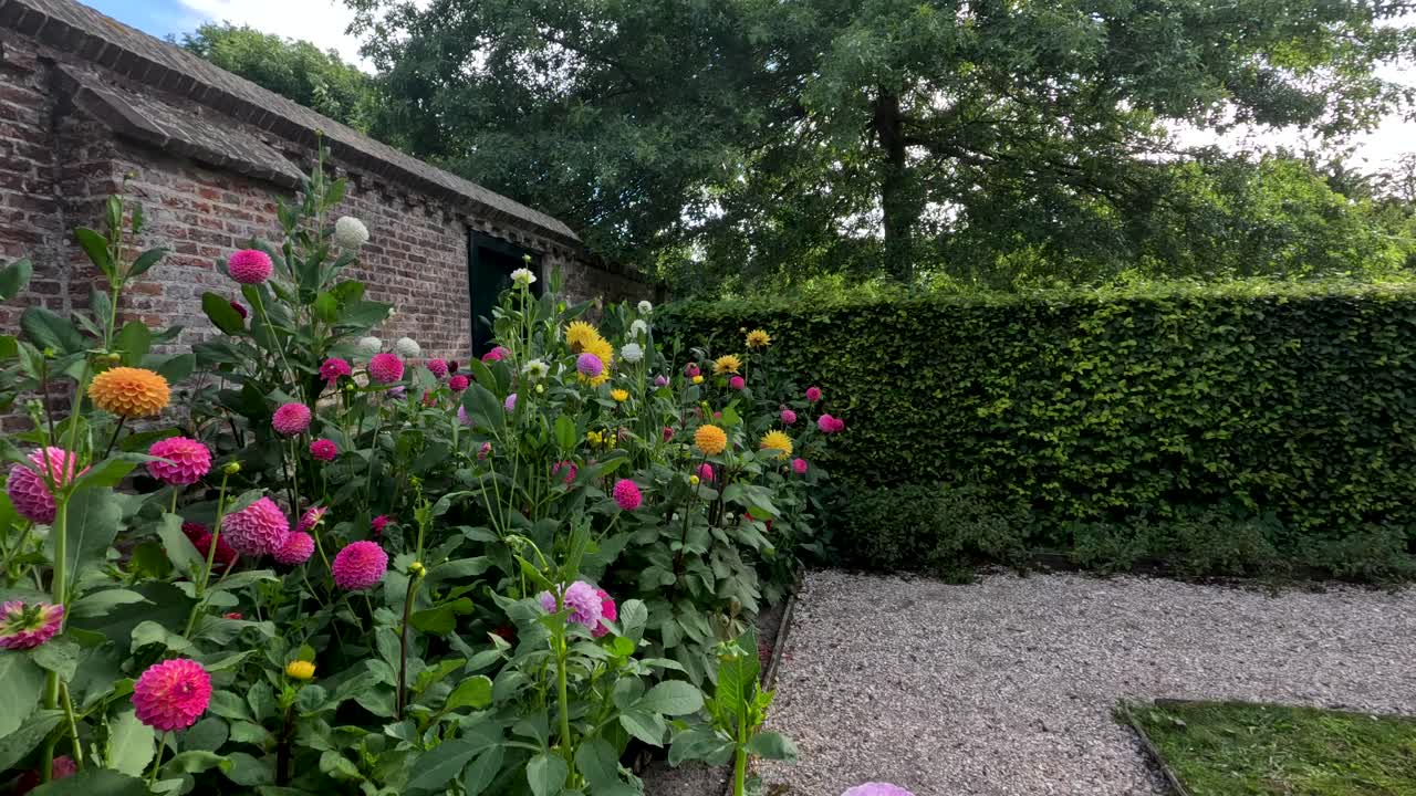 Camera glides past vibrant dahlia flowers beside rustic brick wall in sunlit botanical garden