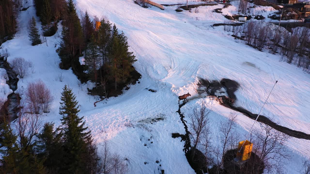 Veduta aerea di un alce che cammina su una pista da sci innevata al tramonto