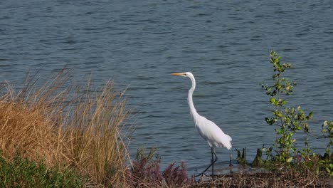 Schüttelt-Seine-Federn-Und-Fliegt-Dann-Nach-Links-Weg,-Silberreiher-Ardea-Alba,-Thailand