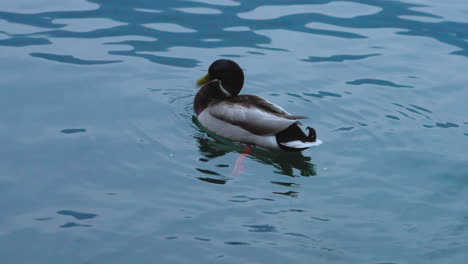 isolated duck at lake como, italy