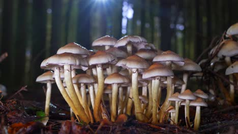 control deslizante cinematográfico de hongos en el bosque que crece durante la luz del sol que brilla entre los árboles en el fondo