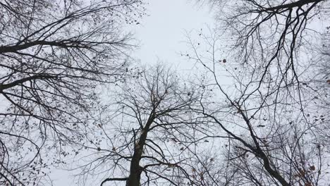 Walking-on-a-forest-road-with-trees-on-focus,-winter-season