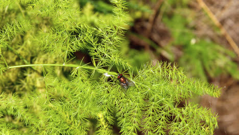 bronze colored fly sitting on a an asparagus fern