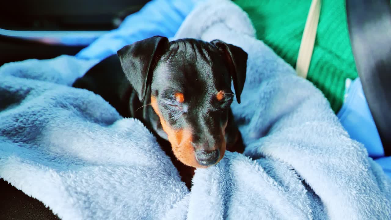 Miniature pinscher puppy gently falling asleep, wrapped in a pastel blue blanket