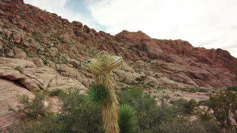 red rock canyon